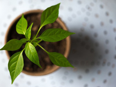 A Checklist for an Environmentally Friendly Kitchen Remodel